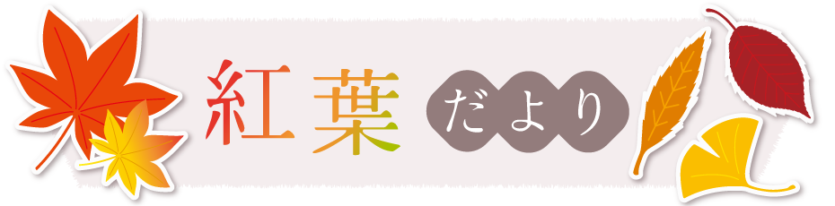 紅葉だより