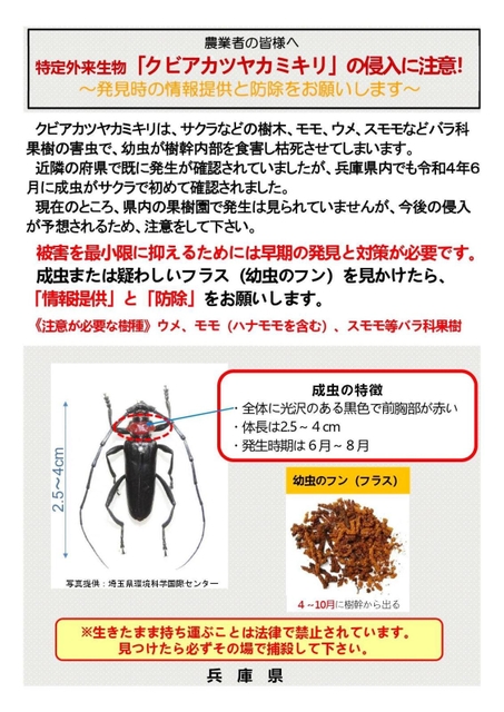 果樹枯れさせる特定外来生物のカミキリ 兵庫県、早期発見など注意喚起