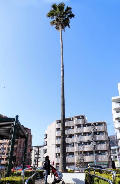 記事