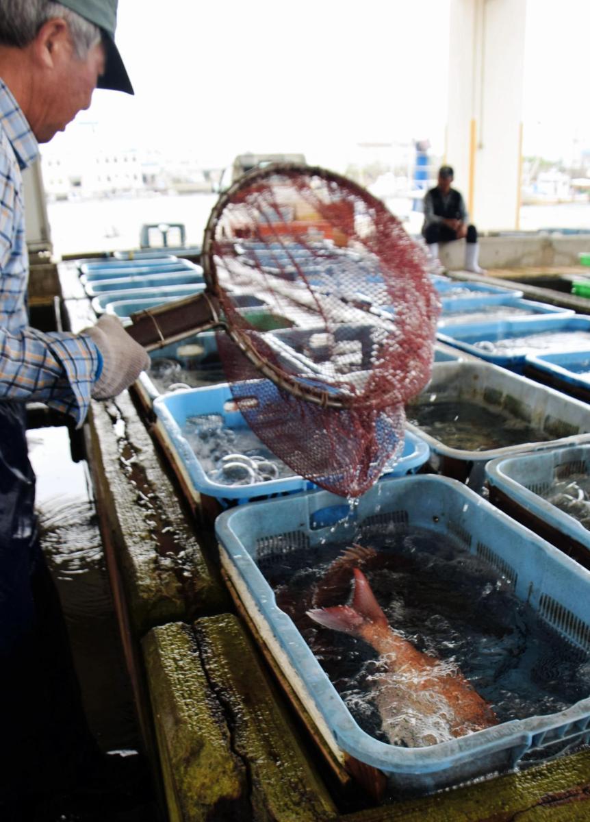 旬の魚を夕方には鮮魚店へ 神戸・垂水漁港の「昼網」 | M's KOBE