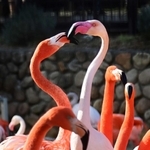 愛すに溢れたフラミンゴ 楽天市場】アニア AS−28 フラミンゴ 送料無料 : SOHSHOP