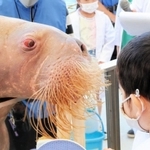 セイウチの歯、きれいにゴシゴシ 児童が特製歯ブラシで牙磨く 城崎