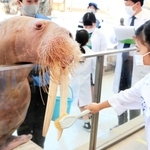 セイウチ 牙 海象 鯨 歯 セイウチ 牙 海象 鯨 歯