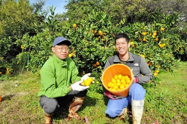 希少　榊原清市　万年青栽培１２か月　60年の知見 ひょうご経済＋｜地域発｜赤穂特産ミカン、念願の初収穫 新規就農の