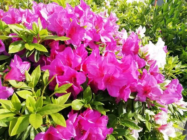 神戸新聞next 連載 特集 話題 ツツジの甘い蜜 吸ったら毒 専門家 吸わない方がいいです