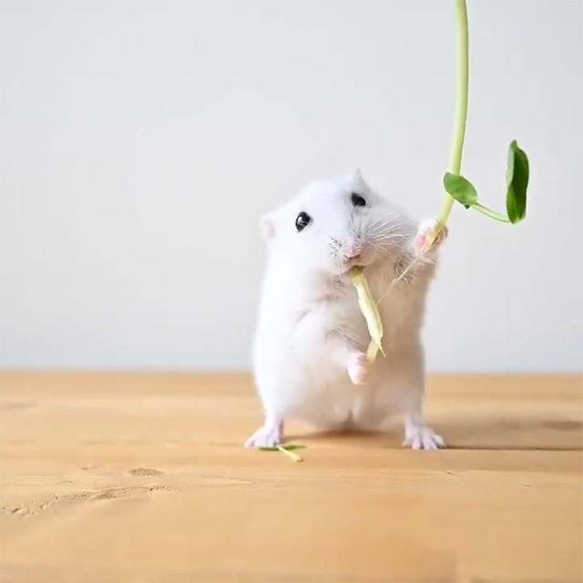 神戸新聞next 連載 特集 話題 食べる 生きる 背丈より高い豆苗を両手で掴み いっしょうけんめいかぶりつくハムスターさんが話題