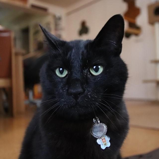 神戸新聞next 連載 特集 話題 駐車場で生死の境をさまよっていた黒猫 甘えたいのに 甘え方が分からない それでも 全て愛おしい