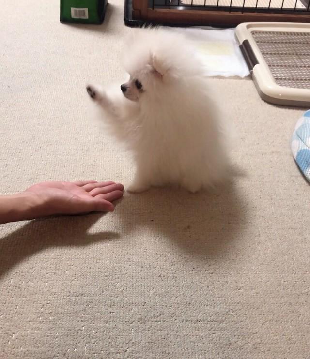 ポメラニアンの子犬の 初めてのお手 が可愛すぎて悶絶 たまらん 体調不良も吹っ飛ぶ 神戸新聞next 連載 特集 話題