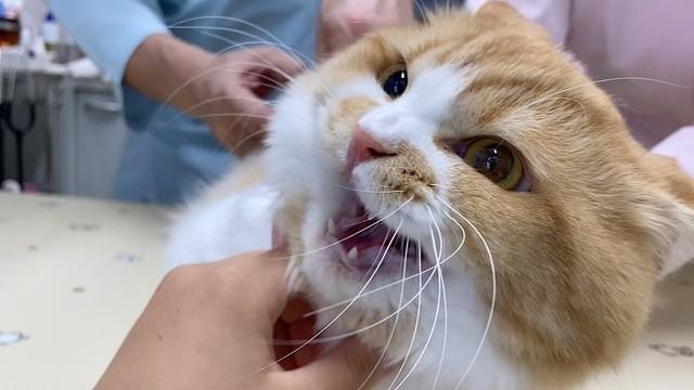 神戸新聞NEXT｜連載・特集｜話題｜注射が痛すぎて拗ねてしまった子猫 