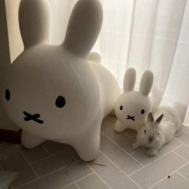 神戸新聞next 連載 特集 話題 どれが本物 ミッフィーに寄り添うウサギさんに癒される 親子みたい 仲間だと思ってる