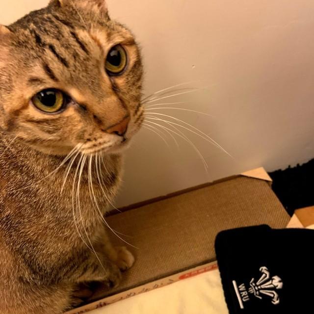 神戸新聞next 連載 特集 話題 クールな台湾猫 実は熱烈な かまってちゃん だった 愛する人 私のところに来て さわって