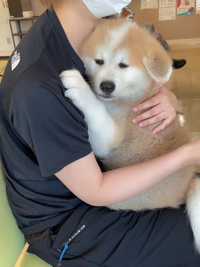 神戸新聞next 連載 特集 話題 注射に激おこ それとも 珍行動で飼い主に抗議アピール 予防接種頑張った21年の犬さん