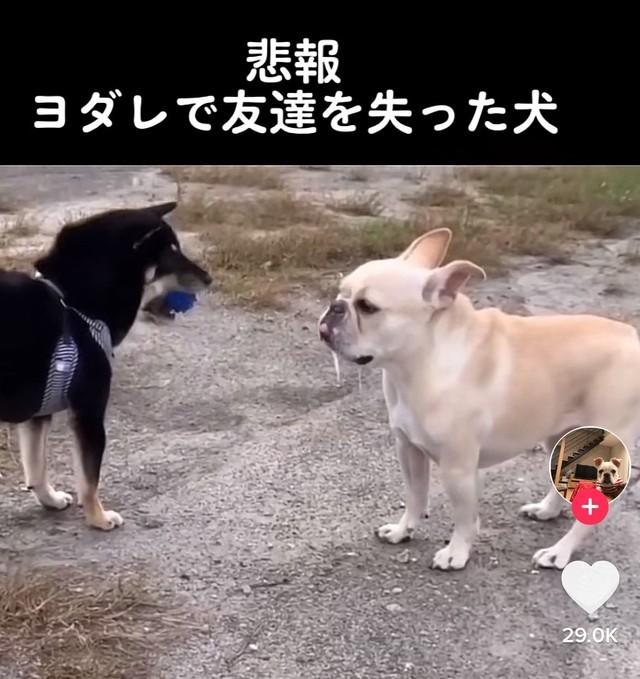 神戸新聞next 連載 特集 話題 悲報 よだれで友達を失った犬 え ごめん待って 友情にヒビが入った瞬間に かわいくて面白いけど悲しい 何この感情www