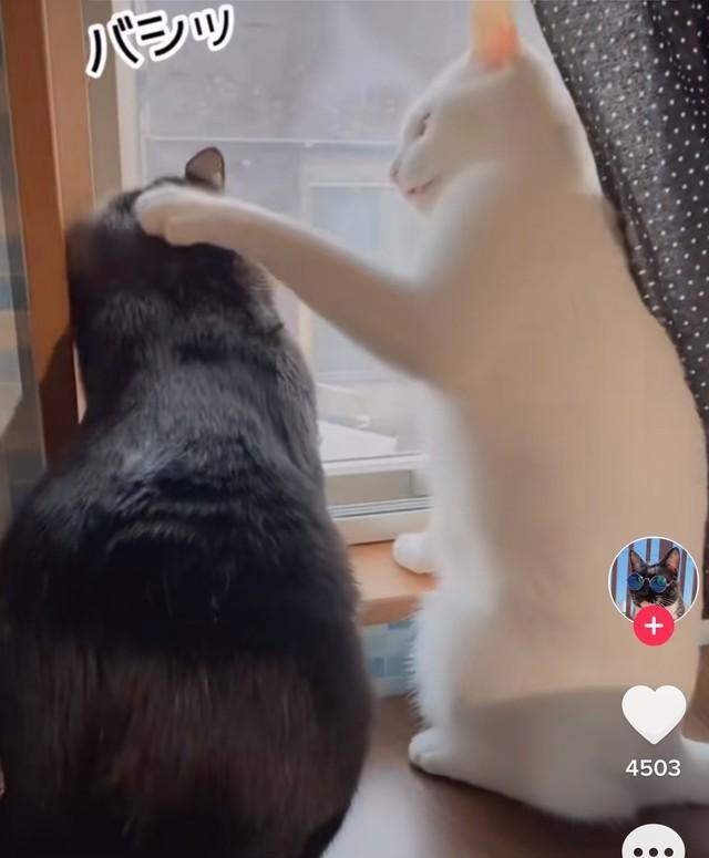 神戸新聞next 連載 特集 話題 大好きな白猫にアタックし続けた猫がついに鼻チューに成功 猫さんたちの可愛すぎる 恋模様に 101回目のプロポーズニャン