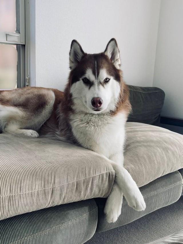 神戸新聞next 連載 特集 話題 話はすべて聞かせてもらったよ 紳士然とした佇まいの犬が話題 名探偵みありますね