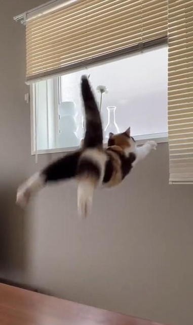 「我が家の猫のジャンプ力」動画に爆笑 テーブル→窓際…見事な落下に「可愛さがジャンプ力を上回ってる」 - 神戸新聞NEXT