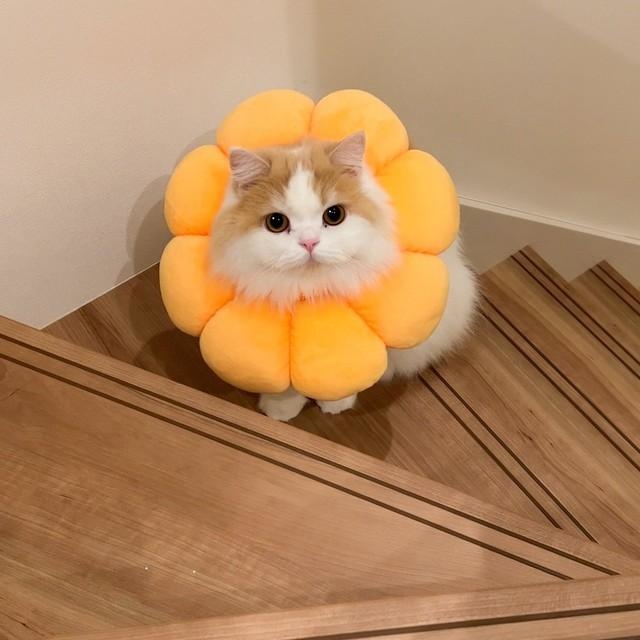 素敵な憧れの白色新品ピアノ。しかもオシャレなデザインネコ脚仕様