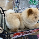 ぬいぐるみ特大　チャウチャウ　中国犬 f_15514584.jpg