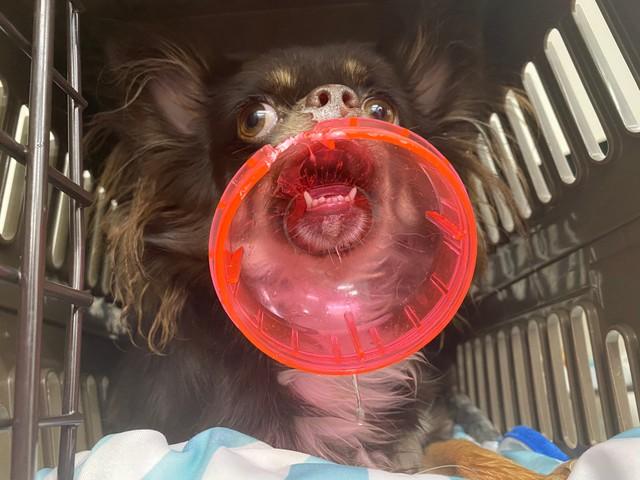 穴にアゴがはまり取れなくなる 知育おもちゃで犬の事故 獣医師が注意喚起 正しく見守り 安全に使用を 神戸新聞next 連載 特集 話題