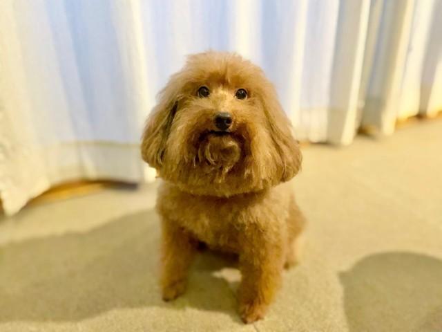 トリミング行きまして アイスのピノみたいになった保護犬が話題 美味しそう コーヒー味 ごんたくん 神戸新聞next 連載 特集 話題