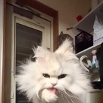 自らボロモップになる猫」スーパーサイヤ猫に“変身”した猫がまた