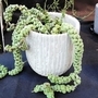 「ホラーな観葉植物」展のディスキディア