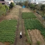 ２００４・１０・２　仮設住宅跡地はサツマイモ畑に＝神戸市灘区大石南町